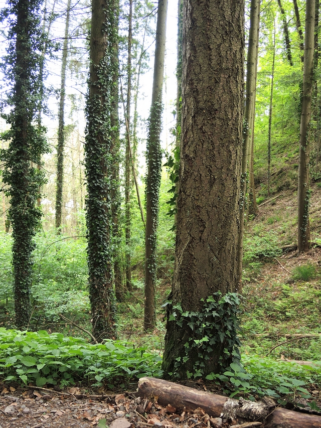 Luxemburg: het lieflijke Vianden