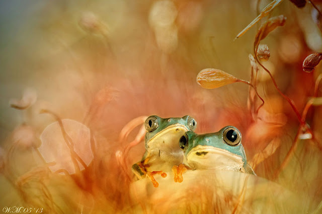 Wil Mijer, ranitas tropicales, tropical frogs, fotografía macro, macro photograpy