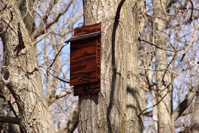 new bat house