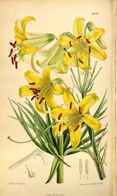 Лилия Пэрри (Lilium parryi)