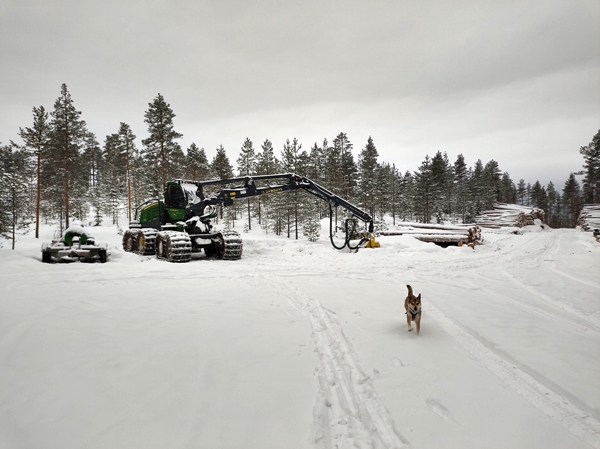 gulsvik hallingdal