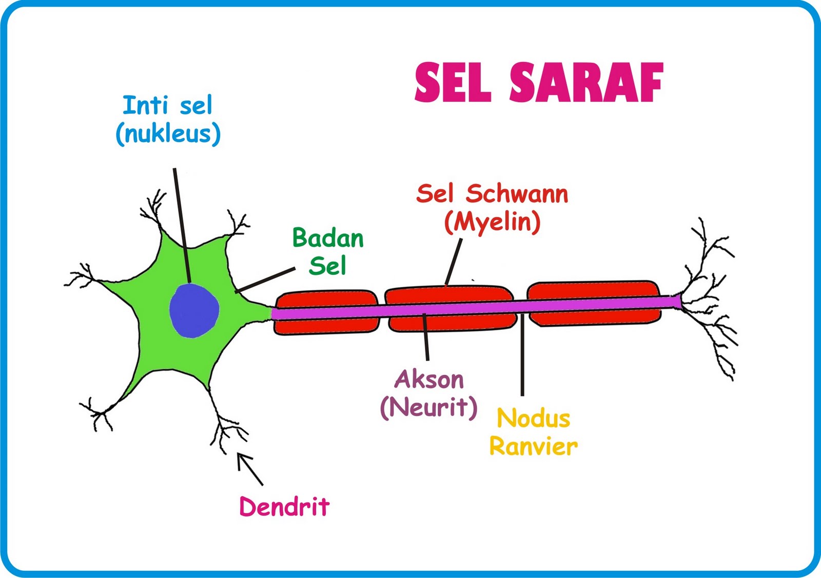  Sel  Saraf  biologi ku