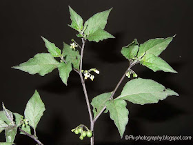 Nightshade Plant