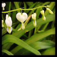 Bleeding heart flowers