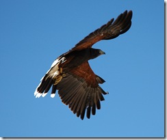 Tucson 046
