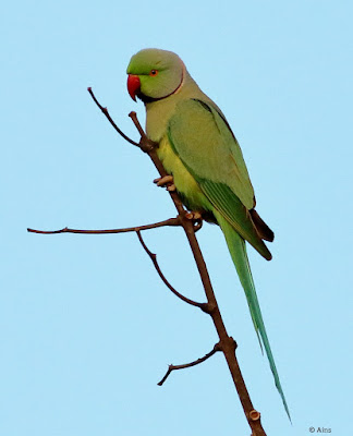 Rose-ringed Parakeet - resident