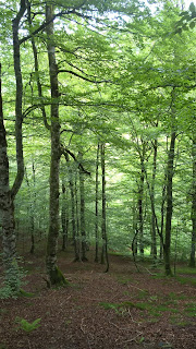 Olazar. Pista forestal. Camino.