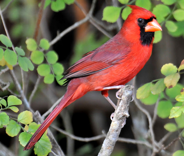 Picture Cardinal Bird