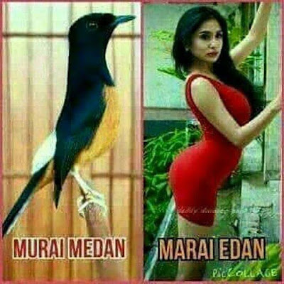 15 Meme 'Burung' Ini Bikin Berpikir yang Iya-iya