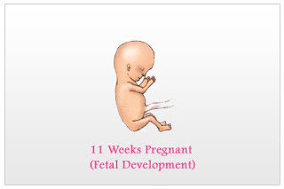 hình ảnh thai nhi 11 tuần tuổi