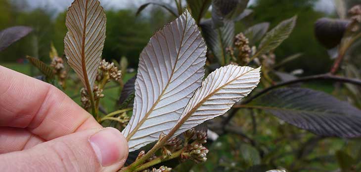 Рябина Данна / Ария Данна (Sorbus dunnii, =Aria dunnii)