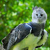 The Harpy Eagle (Harpia harpyja):