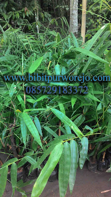 jual bibit bambu wulung, bibit bambu wulung purworejo, bibit bambu hitam, bambu wulung, jual bibit bambu wulung, bambu wulung, bibit bambu wulung, jual bibit hitam , bambu wulung purworejo, jual bibit bambu purworejo, keunggulan bambu wulung, budidaya bambu wulung, bambu wulung siap tanam, panen bambu wulung, aneka bambu wulung, aneka bambu hitam, jual bambu hitam, jual bambu wulung jawa tengah, bibit bambu wulung jawa tengah, bambu wulung jawa tengah, jual aneka bibit bambu siap tanam, bibit bambu wulung kultur jaringan, bibit bambu wulung stek cabang, bibit bambu wulung stek batang, jual bibit bambu apus, bibit bambu apus purworejo, bibit bambu jawa, bambu apus, bambu tali, bambu jawa, bibit purworejo, budidaya bambu apus, pring tali, jual bambu apus, jual bibit bambu apus, jual bambu jawa, jual bambu tali, anyaman bambu apus, jual aneka jenis bambu, bambu petung, jual bambu petung, bambu petung purworejo, budidaya bambu petung, hasil bambu petung, bambu petung, bambu ampel, bambu wulung, jual bibit bambu, jual bibit bambu purworejo, jual bibit bambu jawa tengah, pengiriman bibit bambu, kegunaan bibit bambu, jual bibit bambu apus, bibit bambu tali, bibit bambu apus, investasi bambu, bambu siap tanam, bibit bambu apus siap tanam, aneka bibit bambu purworejo, bambu kuning, bambu panda, bambu jepang, jual biit bambu, bambu panda, bambu kultur jaringan, bibit bambu apus kultur jaringan, bambu apus kultur jaringan, jual bibit bambu kultur jaringa, jual bibit bambu petung kultur, aneka bibit abmbu stek cabang, cara stek bambu, cara stek bambu apus, cara stek bibit bambu petung, bibit bambu wulung, bambu hitam, bambu hias, bambu katak, aneka bibit bambu.