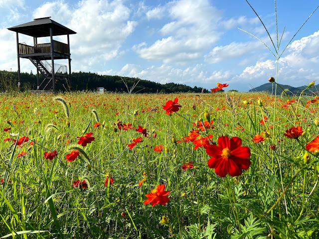 町場地区園地