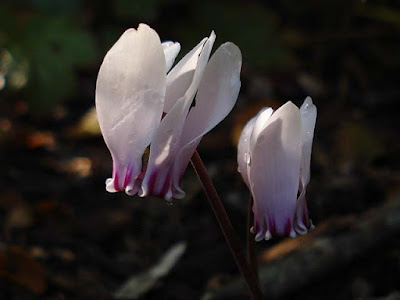 Cyclamen hederifolium