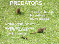 Predators introduced on Hawaii - On photo: Javan Mongoose, © Denise Motard