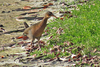 Ridgway's Rail, Rallus obsoletus beldingi