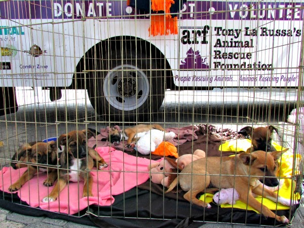 Jack London Square // East Bay SPCA Adoptathon Litter of Puppies