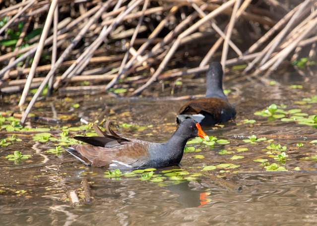 Common Gallinule with Curly Wing Feathers
