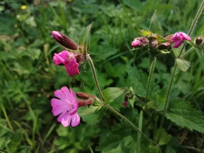 Silène dioica / ⵜⴰⵖⵉⵖⴰⵛⵜ ⵜⴰⵣⴻⴳⴳⵯⴰⵖⵜ / taɣiɣact tazeggʷaɣt /  Compagnon rouge ou Silène dioïque / Caryophyllacées (Caryophyllaceae)