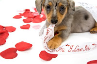 valentine card with puppy photo