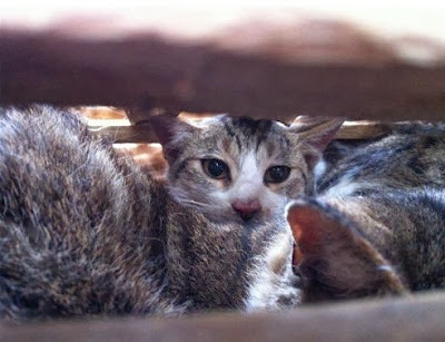 600 Ekor kucing yang hendak dipotong berhasil diselamatkan oleh penyayang binatang di China
