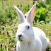 How to Raise Rabbits for Meat: The Ultimate Guide