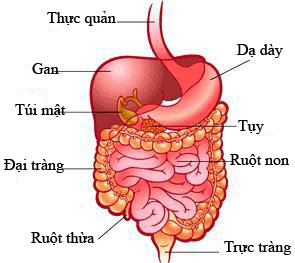 u đại tràng