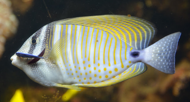 This fish has narrow gray and white stripes overlaid with yellow stripes and spots. The tail is gray with lighter gray spots.