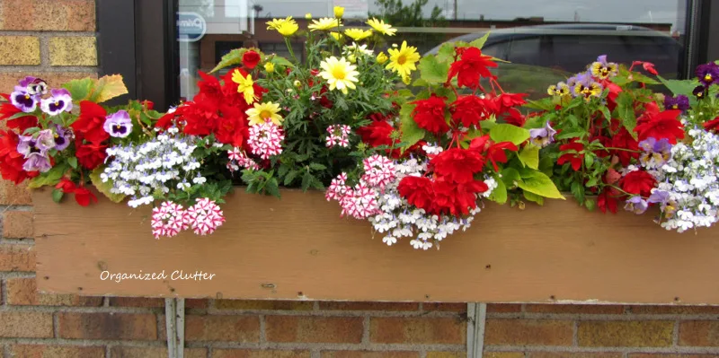 Trailing, Upright, Colorful Window Box Annuals www.organizedclutterqueen.blogspot.com