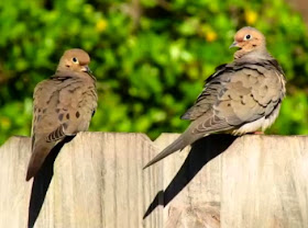 Mourning Doves
