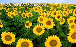 Benarkah Bunga Matahari Selalu Menghadap ke Arah Matahari?