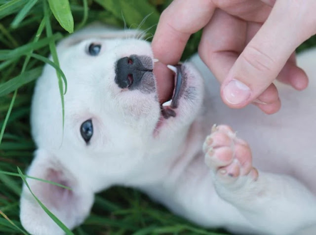 how to teach a puppy not to bite