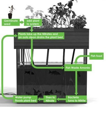 DIY Aquaponics System