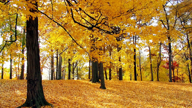 Autumn Desktop Backgrounds6