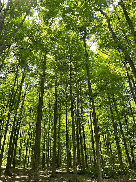 nature park trees