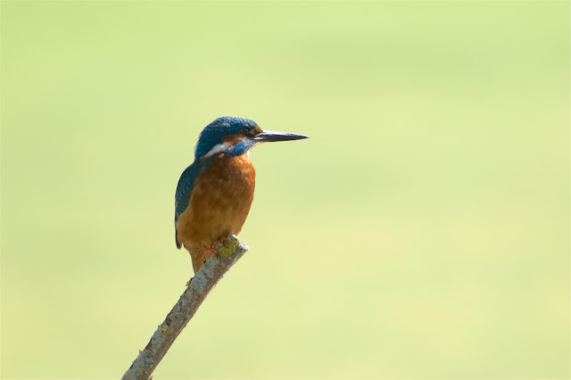 RSPB Rye Meads - Common Kingfisher छोटा किलकिला, राम चिरैया, शरीफन, निता मछराला  (Alcedo atthis)