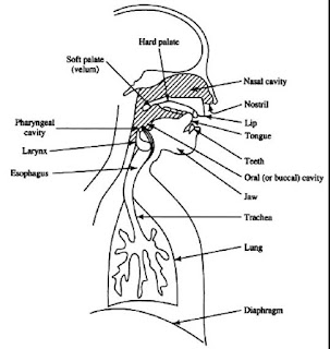 Speech mechanism wiki ,Air stream mechanism diagram, Mechanism of speech, Articulatory system,phonatory system,