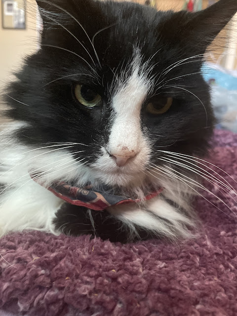 A black and white fluffy cat is viewed close to the camera. He is sitting on the prone photographer. A wine colored fleece blanket is over the photographer and the cat is reclining comfortably on it.