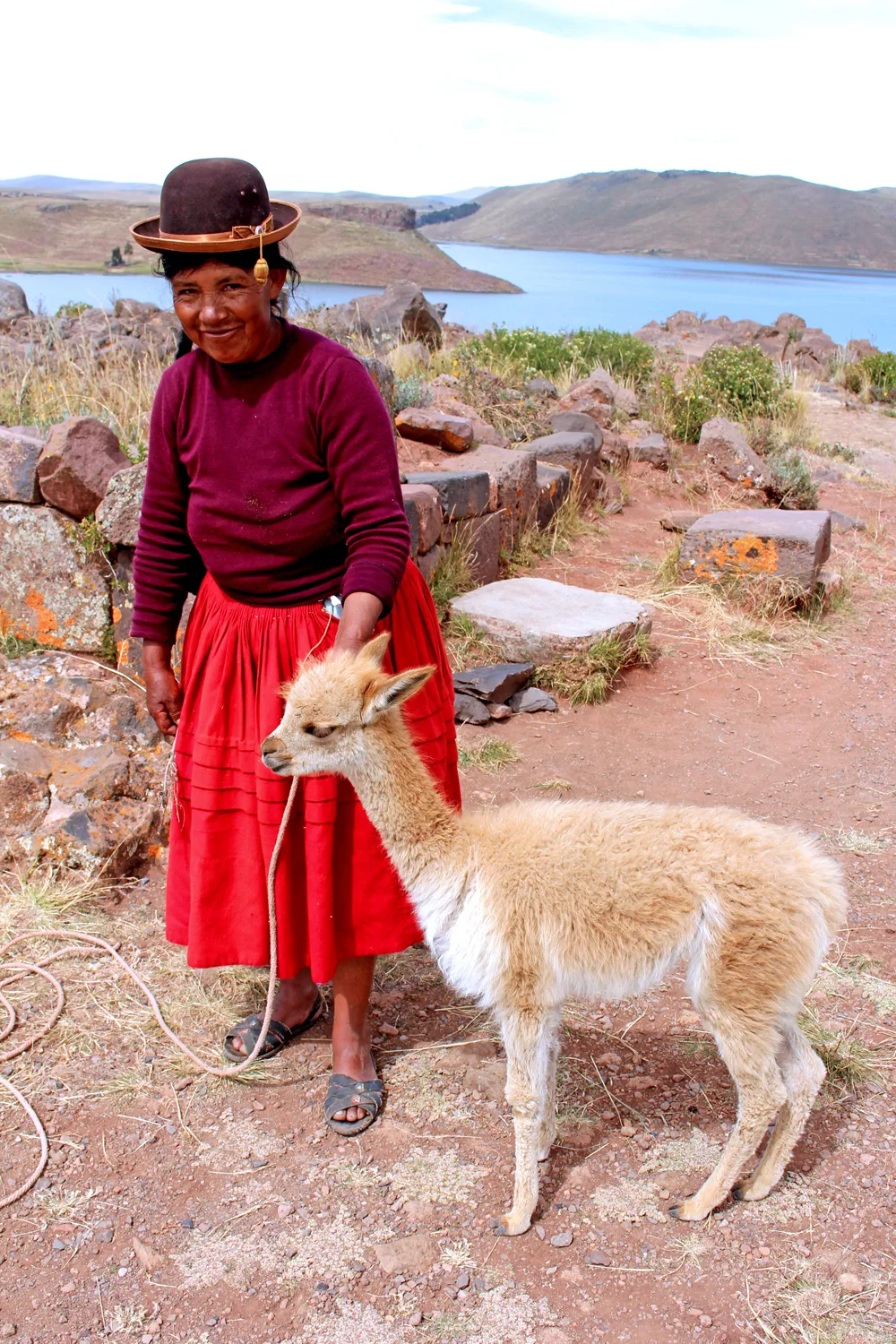 Vicuna in Puno, Peru - travel blog