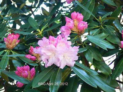 Healthy pink rhododendron in bloom in Mississauga Ontario springtime (April).