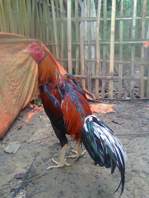 Ayam Bangkok Lampung