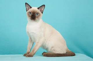 tonkinese cats information kittens mix siamese pictures breed pets