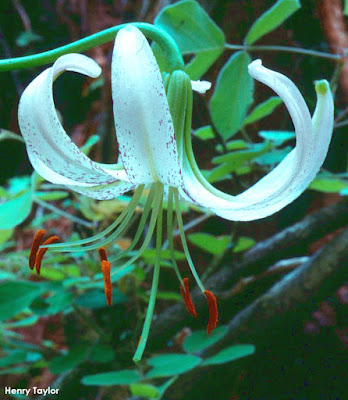 Лилия многолистная (Lilium polyphyllum)