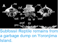 http://sciencythoughts.blogspot.com/2015/02/subfossil-reptile-remains-from-garbage.html