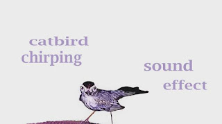 learn bird sounds