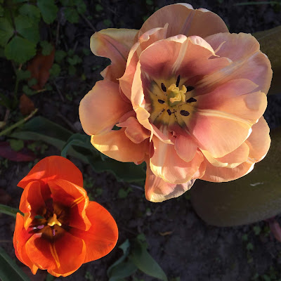 Sarah Raven Tulips, La Belle Epoque, Cairo