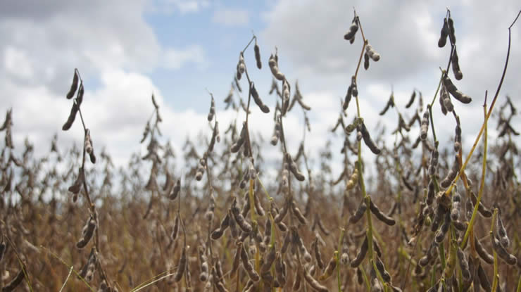 Cresce o número de propriedades cadastradas para cultivo de soja em Rondônia