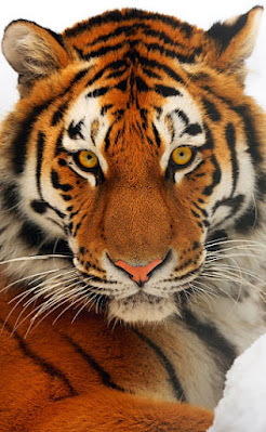 10 Amazing and Terrific Facts about Tigers