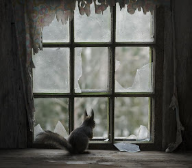 Wild animals in abandoned house (20 pics), wild animal photos, Kai Fagerström photography, amazing animal pictures